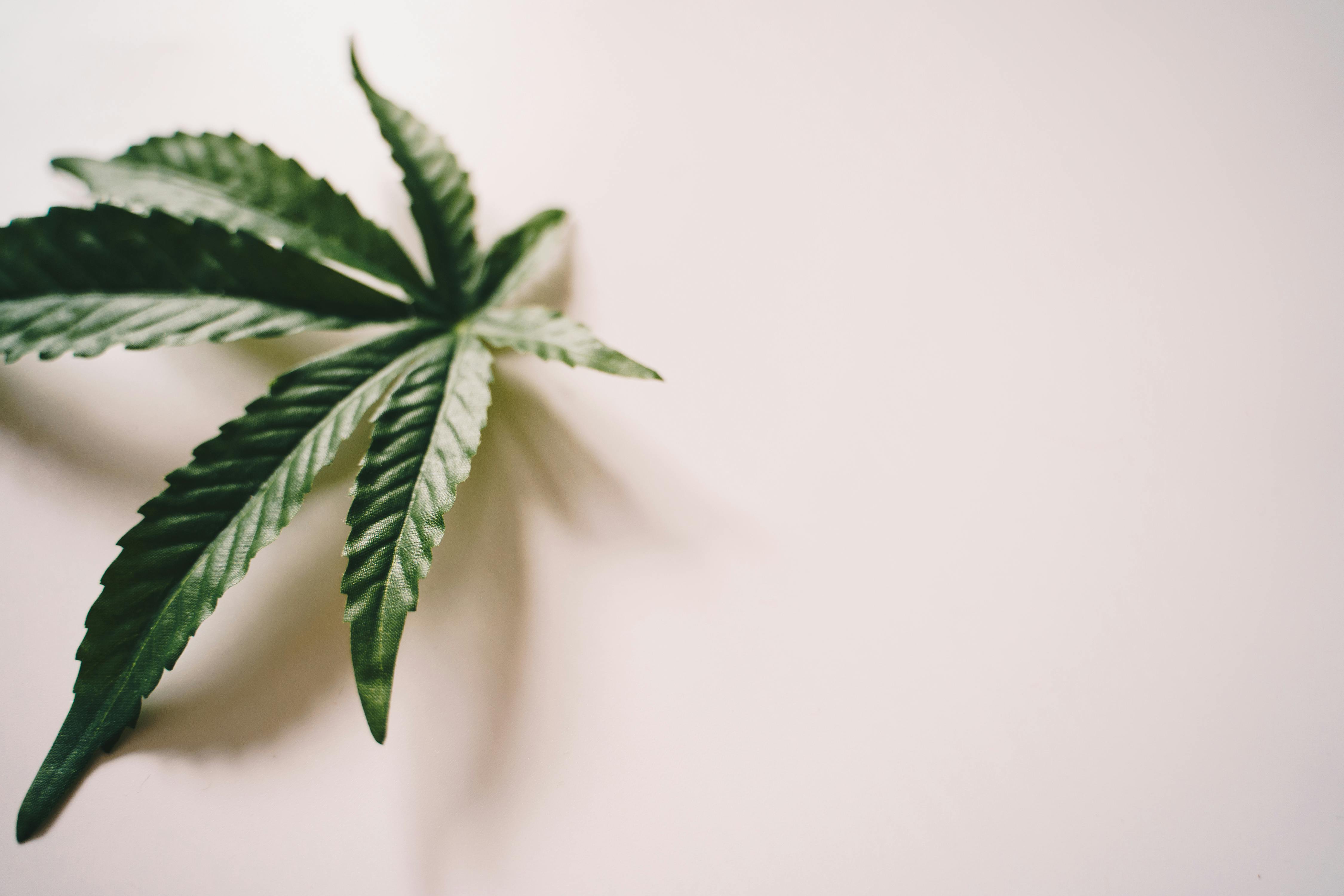 Educación en medicina vegetal